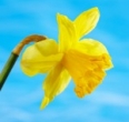 Make a daffodil
