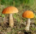 Amazing fungi and the future