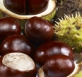 Conkers