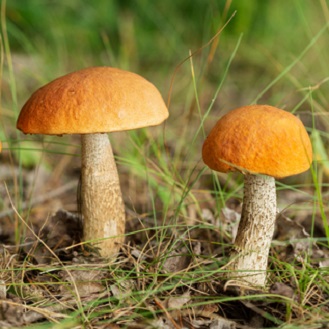 Amazing fungi and the future