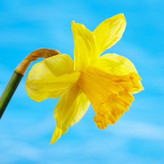 Make a daffodil